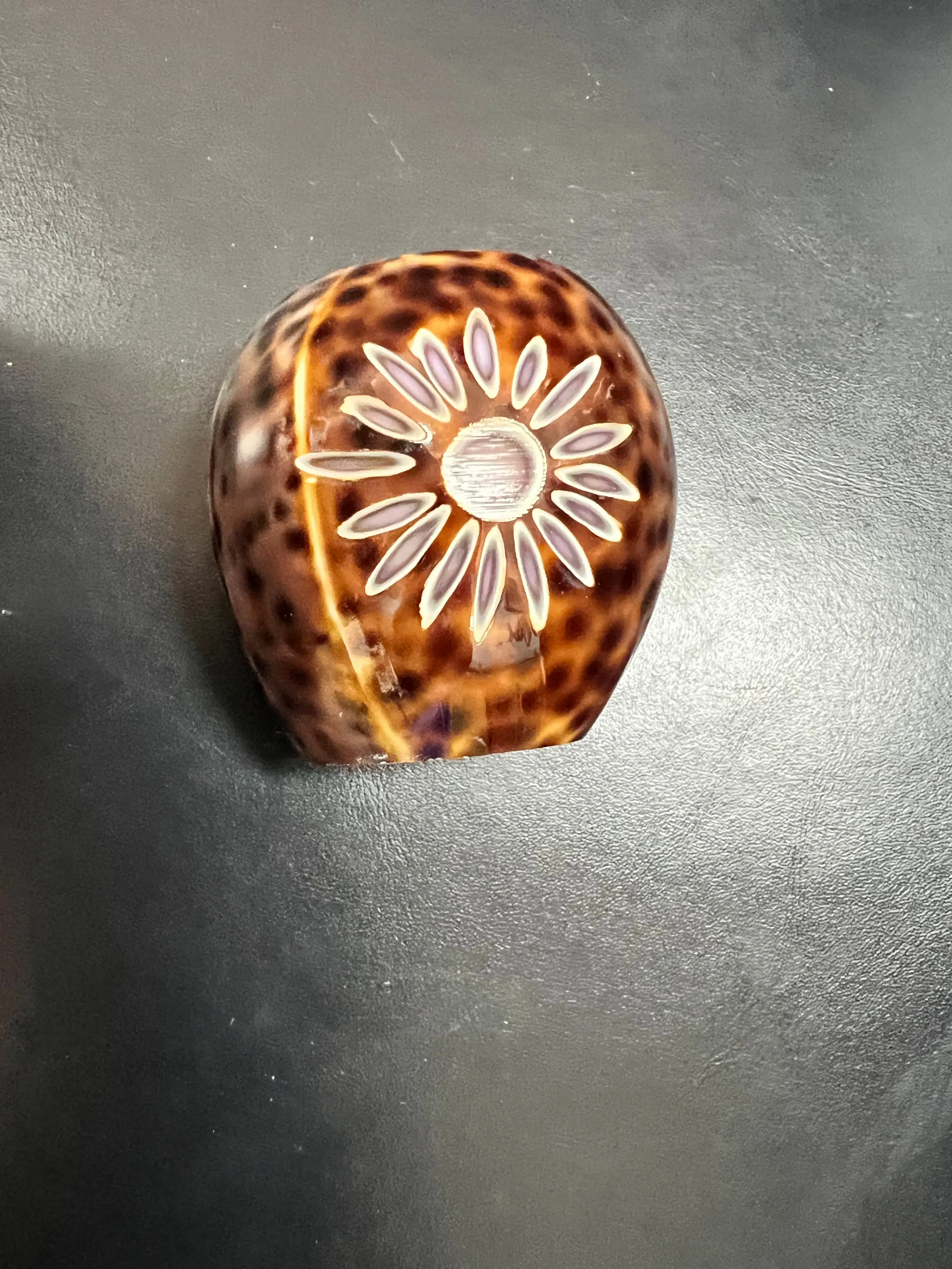 Etched Flower Cowrie Napkin Holder